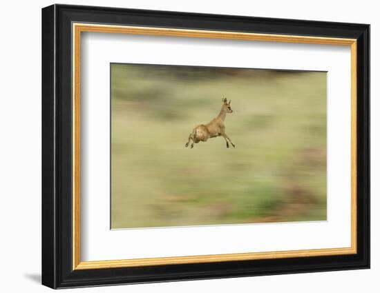 Klipspringer (Oreotragus Oreotragus) in Mid Leap, Karoo, South Africa, February-Ben Hall-Framed Photographic Print