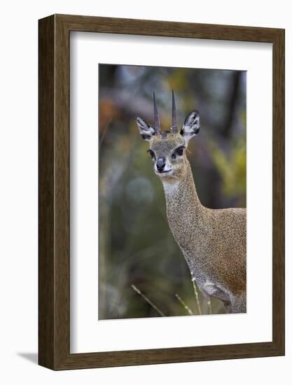 Klipspringer (Oreotragus Oreotragus) Male, Kruger National Park, South Africa, Africa-James Hager-Framed Photographic Print