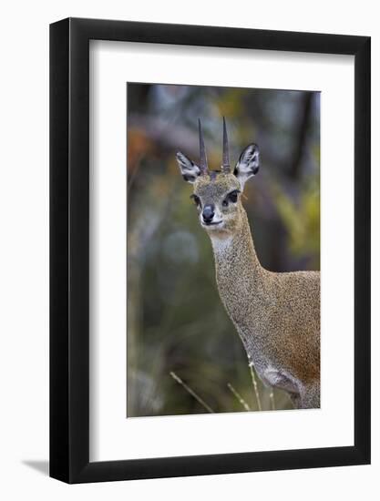 Klipspringer (Oreotragus Oreotragus) Male, Kruger National Park, South Africa, Africa-James Hager-Framed Photographic Print