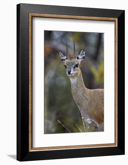 Klipspringer (Oreotragus Oreotragus) Male, Kruger National Park, South Africa, Africa-James Hager-Framed Photographic Print