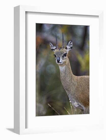 Klipspringer (Oreotragus Oreotragus) Male, Kruger National Park, South Africa, Africa-James Hager-Framed Photographic Print