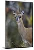 Klipspringer (Oreotragus Oreotragus) Male, Kruger National Park, South Africa, Africa-James Hager-Mounted Photographic Print