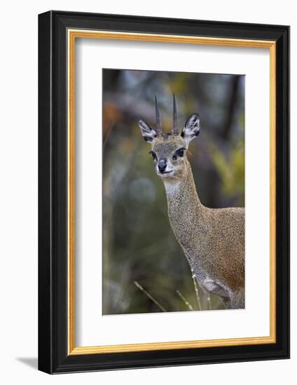 Klipspringer (Oreotragus Oreotragus) Male, Kruger National Park, South Africa, Africa-James Hager-Framed Photographic Print