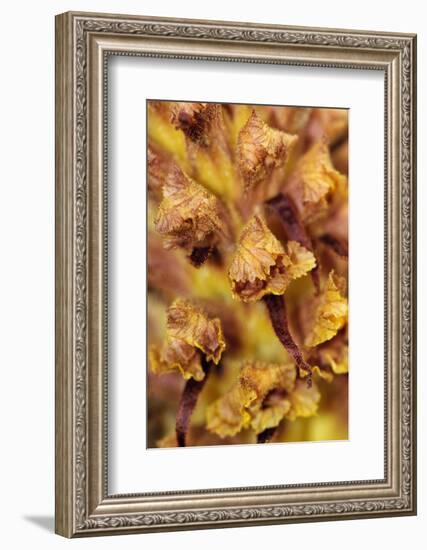 Knapweed broomrape close up, Howell Hill Reserve, UK-Linda Pitkin-Framed Photographic Print