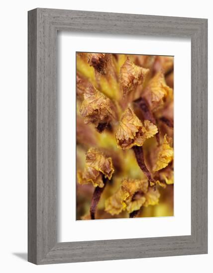 Knapweed broomrape close up, Howell Hill Reserve, UK-Linda Pitkin-Framed Photographic Print