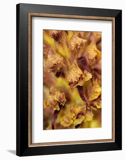 Knapweed broomrape close up, Howell Hill Reserve, UK-Linda Pitkin-Framed Photographic Print