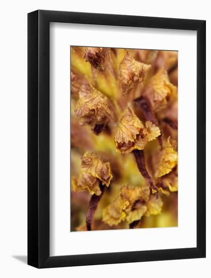 Knapweed broomrape close up, Howell Hill Reserve, UK-Linda Pitkin-Framed Photographic Print