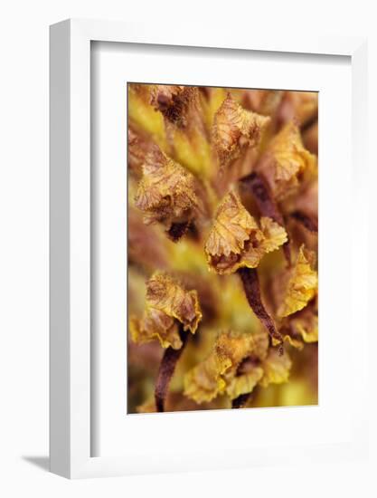 Knapweed broomrape close up, Howell Hill Reserve, UK-Linda Pitkin-Framed Photographic Print