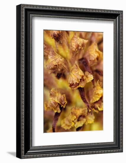 Knapweed broomrape close up, Howell Hill Reserve, UK-Linda Pitkin-Framed Photographic Print