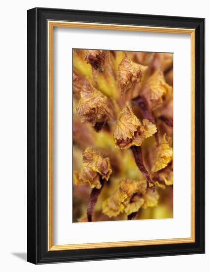 Knapweed broomrape close up, Howell Hill Reserve, UK-Linda Pitkin-Framed Photographic Print