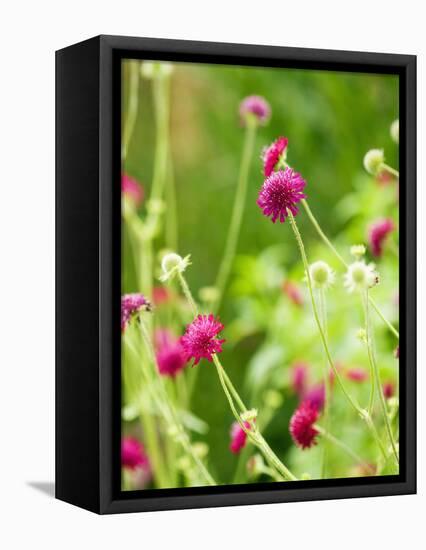 Knautia macedonica-Clive Nichols-Framed Premier Image Canvas