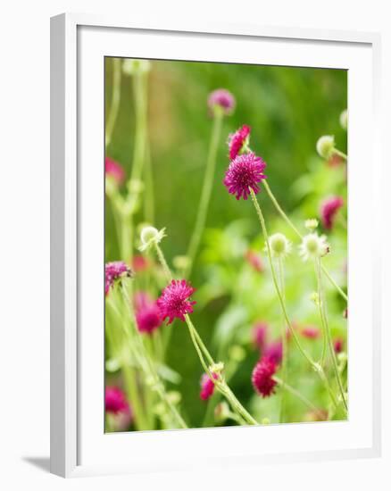 Knautia macedonica-Clive Nichols-Framed Photographic Print