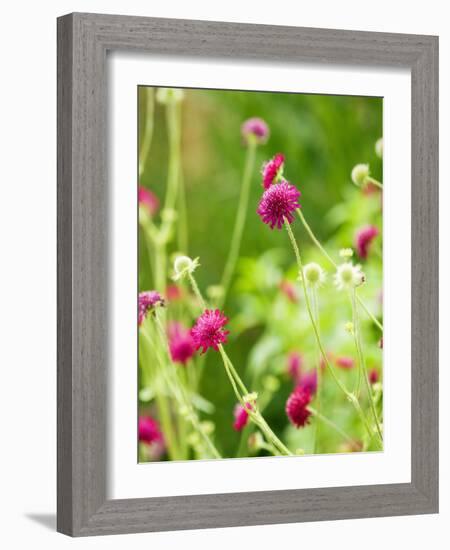 Knautia macedonica-Clive Nichols-Framed Photographic Print