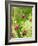 Knautia macedonica-Clive Nichols-Framed Photographic Print