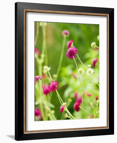 Knautia macedonica-Clive Nichols-Framed Photographic Print