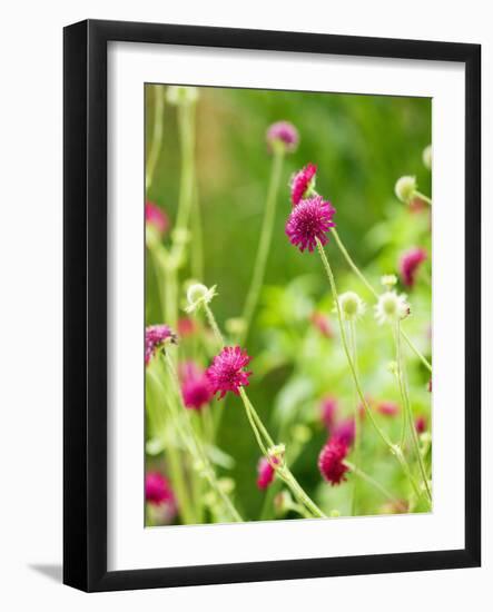 Knautia macedonica-Clive Nichols-Framed Photographic Print