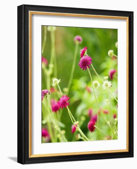 Knautia macedonica-Clive Nichols-Framed Photographic Print