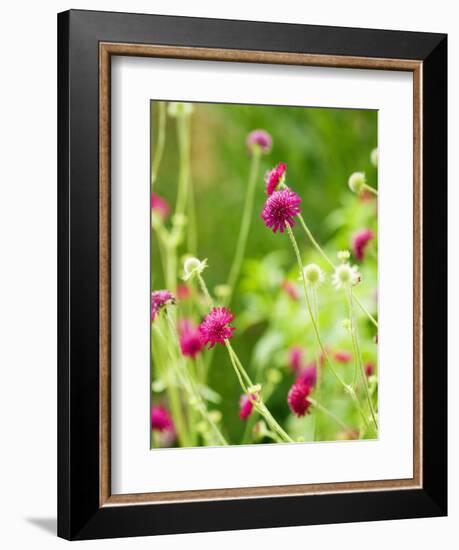 Knautia macedonica-Clive Nichols-Framed Photographic Print