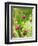 Knautia macedonica-Clive Nichols-Framed Photographic Print