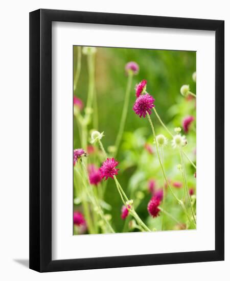 Knautia macedonica-Clive Nichols-Framed Photographic Print