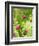 Knautia macedonica-Clive Nichols-Framed Photographic Print