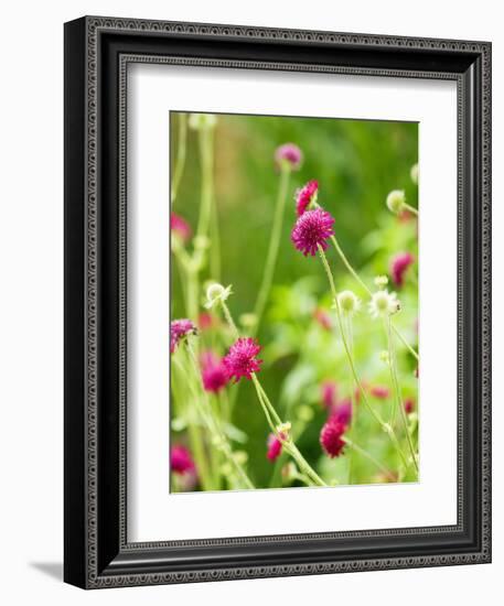 Knautia macedonica-Clive Nichols-Framed Photographic Print