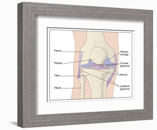Knee Joint Anatomy, Artwork-Peter Gardiner-Framed Photographic Print