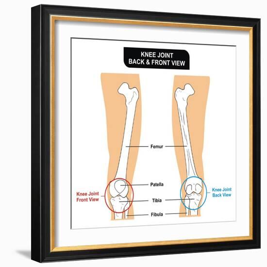 Knee Joint - Bones (Femur, Tibia, Fibula, Patella)-udaix-Framed Art Print