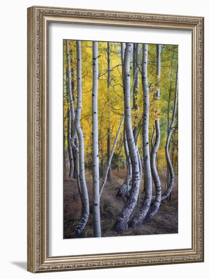 Kneeling Aspens-Joe Cornish-Framed Giclee Print