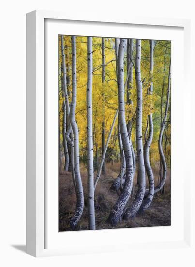 Kneeling Aspens-Joe Cornish-Framed Giclee Print