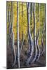 Kneeling Aspens-Joe Cornish-Mounted Giclee Print