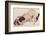 Kneeling Girl, Resting on Both Elbows-Egon Schiele-Framed Art Print