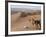 Kneeling to Pray in Desert, Holding Camels by Halters to Prevent Them Wandering Off Amongst Dunes-John Warburton-lee-Framed Photographic Print