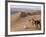 Kneeling to Pray in Desert, Holding Camels by Halters to Prevent Them Wandering Off Amongst Dunes-John Warburton-lee-Framed Photographic Print