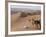 Kneeling to Pray in Desert, Holding Camels by Halters to Prevent Them Wandering Off Amongst Dunes-John Warburton-lee-Framed Photographic Print