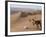 Kneeling to Pray in Desert, Holding Camels by Halters to Prevent Them Wandering Off Amongst Dunes-John Warburton-lee-Framed Photographic Print