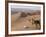 Kneeling to Pray in Desert, Holding Camels by Halters to Prevent Them Wandering Off Amongst Dunes-John Warburton-lee-Framed Photographic Print