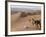 Kneeling to Pray in Desert, Holding Camels by Halters to Prevent Them Wandering Off Amongst Dunes-John Warburton-lee-Framed Photographic Print