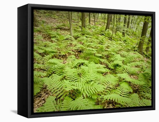 Knife River, North Shore Lake Superior, Minnesota, Usa-Rob Sheppard-Framed Premier Image Canvas