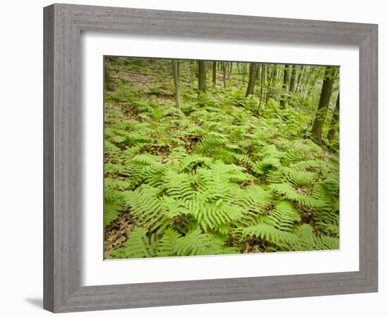 Knife River, North Shore Lake Superior, Minnesota, Usa-Rob Sheppard-Framed Photographic Print