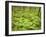 Knife River, North Shore Lake Superior, Minnesota, Usa-Rob Sheppard-Framed Photographic Print