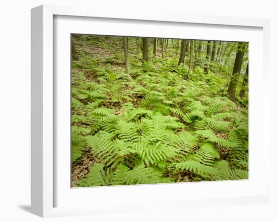 Knife River, North Shore Lake Superior, Minnesota, Usa-Rob Sheppard-Framed Photographic Print