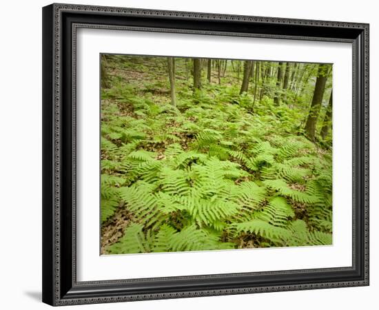 Knife River, North Shore Lake Superior, Minnesota, Usa-Rob Sheppard-Framed Photographic Print