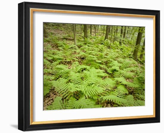 Knife River, North Shore Lake Superior, Minnesota, Usa-Rob Sheppard-Framed Photographic Print