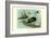 Knob-Billed Ducks-Louis Agassiz Fuertes-Framed Art Print