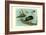 Knob-Billed Ducks-Louis Agassiz Fuertes-Framed Art Print