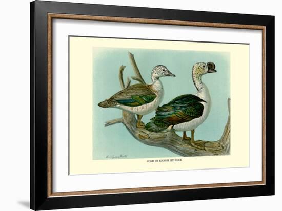 Knob-Billed Ducks-Louis Agassiz Fuertes-Framed Art Print