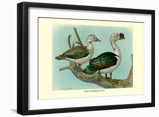 Knob-Billed Ducks-Louis Agassiz Fuertes-Framed Art Print