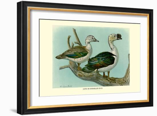 Knob-Billed Ducks-Louis Agassiz Fuertes-Framed Art Print