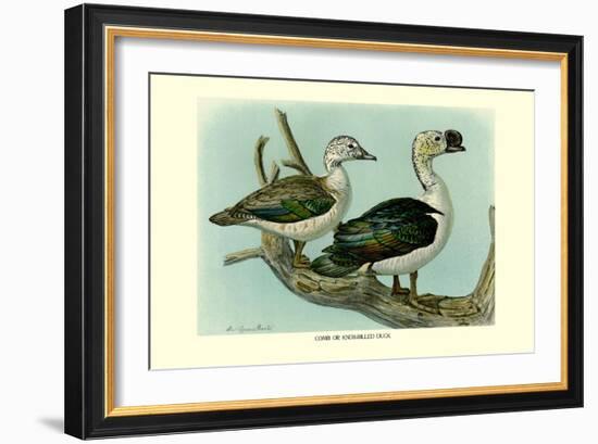 Knob-Billed Ducks-Louis Agassiz Fuertes-Framed Art Print